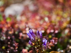 紅葉を楽しむ竜胆