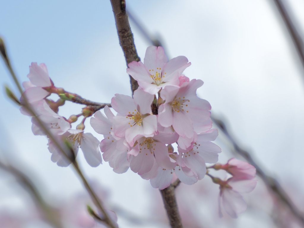 三春滝桜