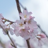 三春滝桜