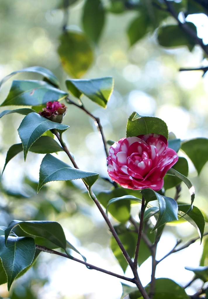 山茶花