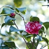 山茶花
