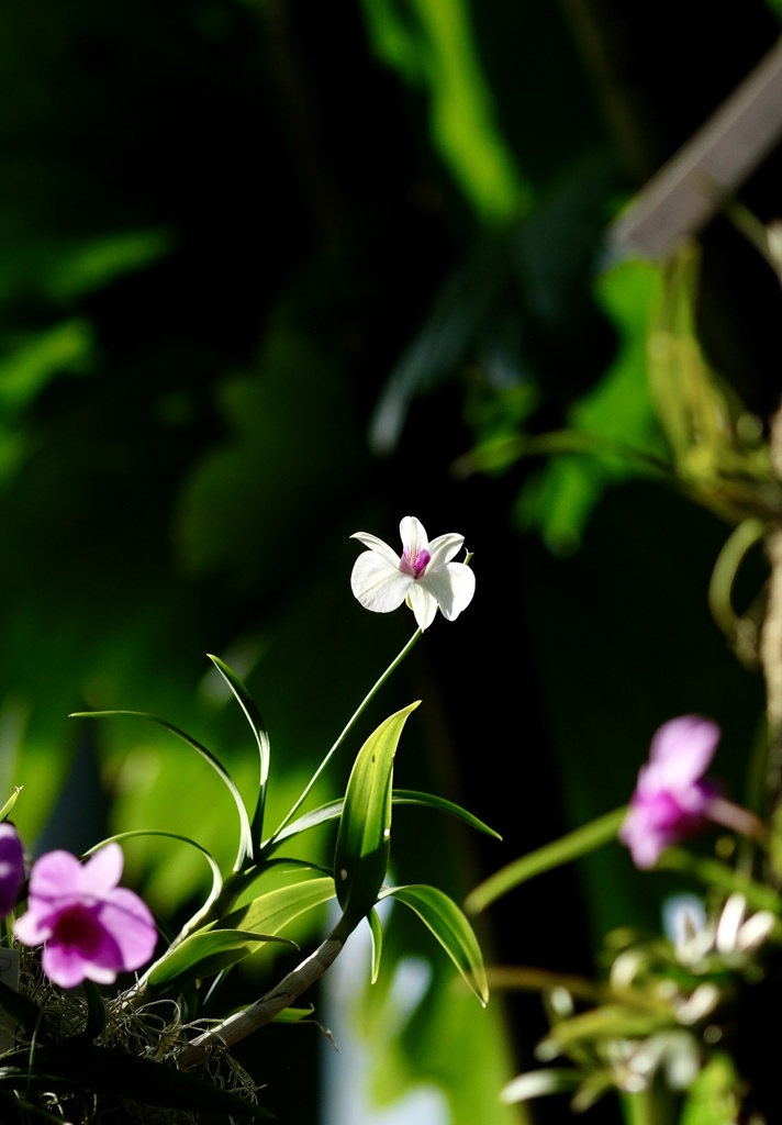 温室の花たち　②