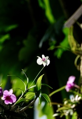 温室の花たち　②