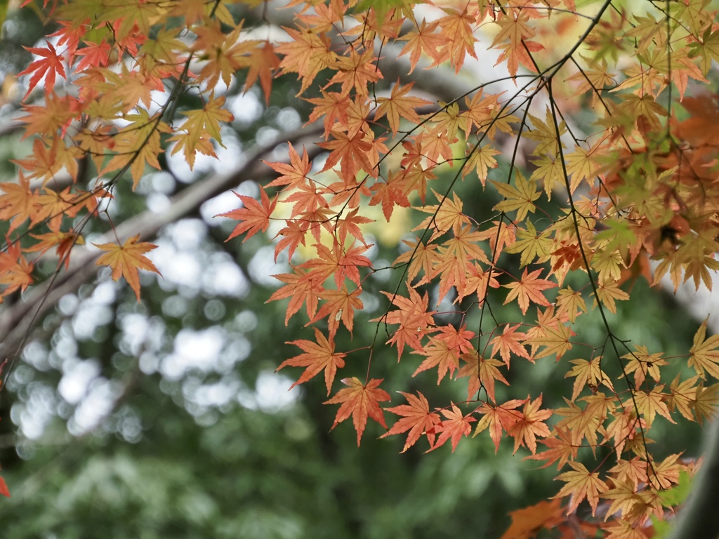 紅葉