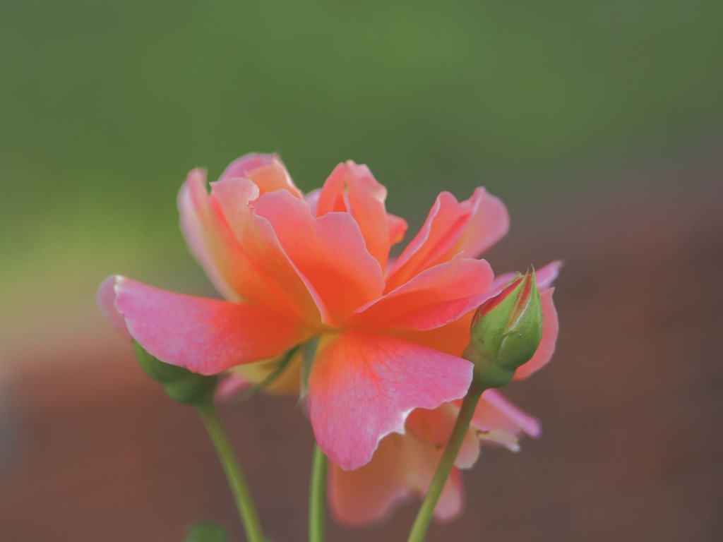 薔薇