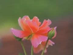 薔薇