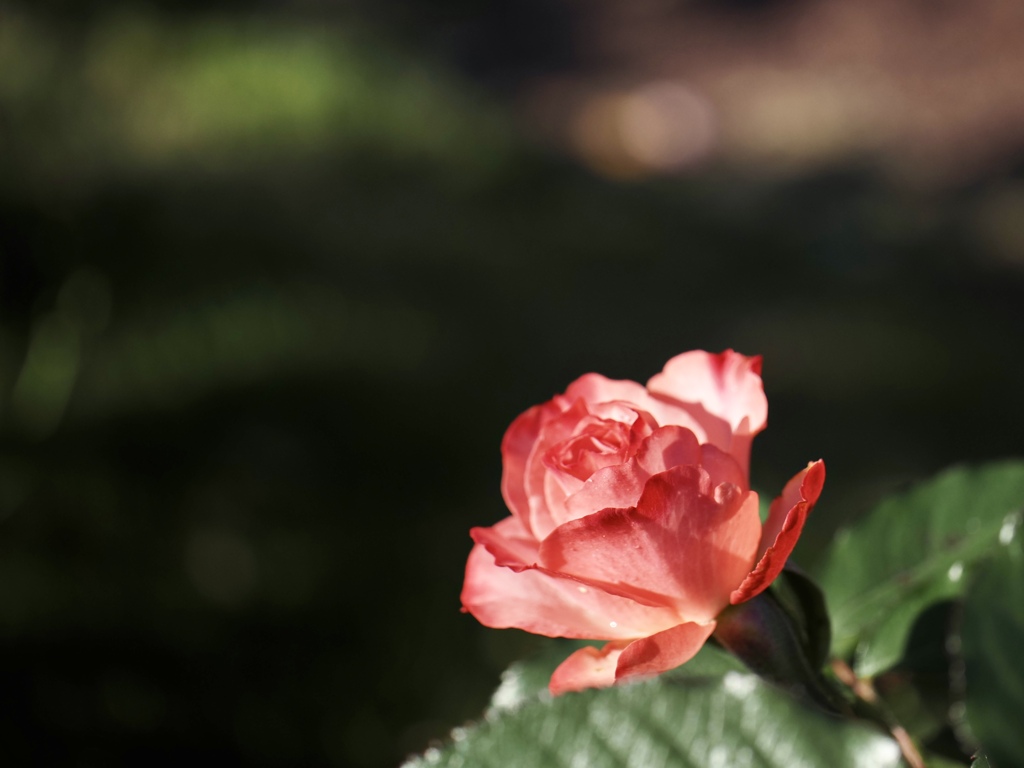 秋薔薇