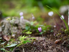 私も咲いてます