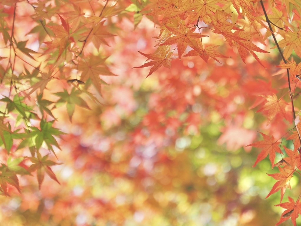 紅葉の夢