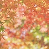 紅葉の夢