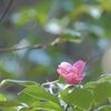 春の光