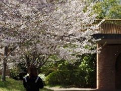 桜舞う頃