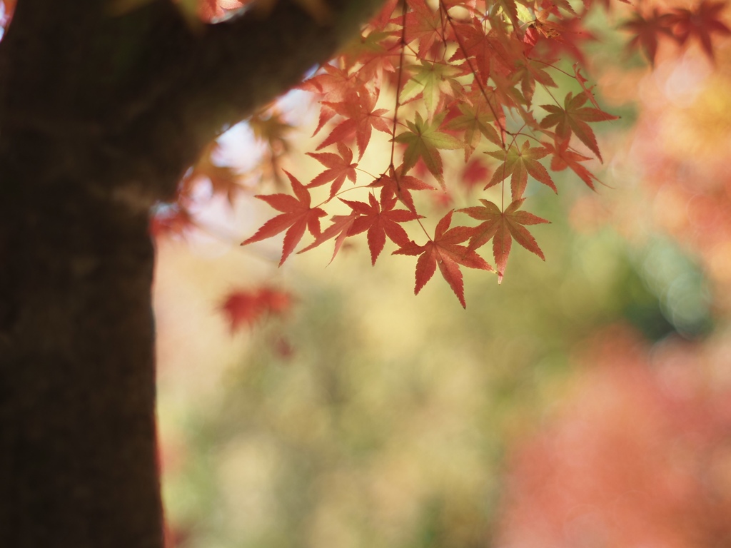 紅葉