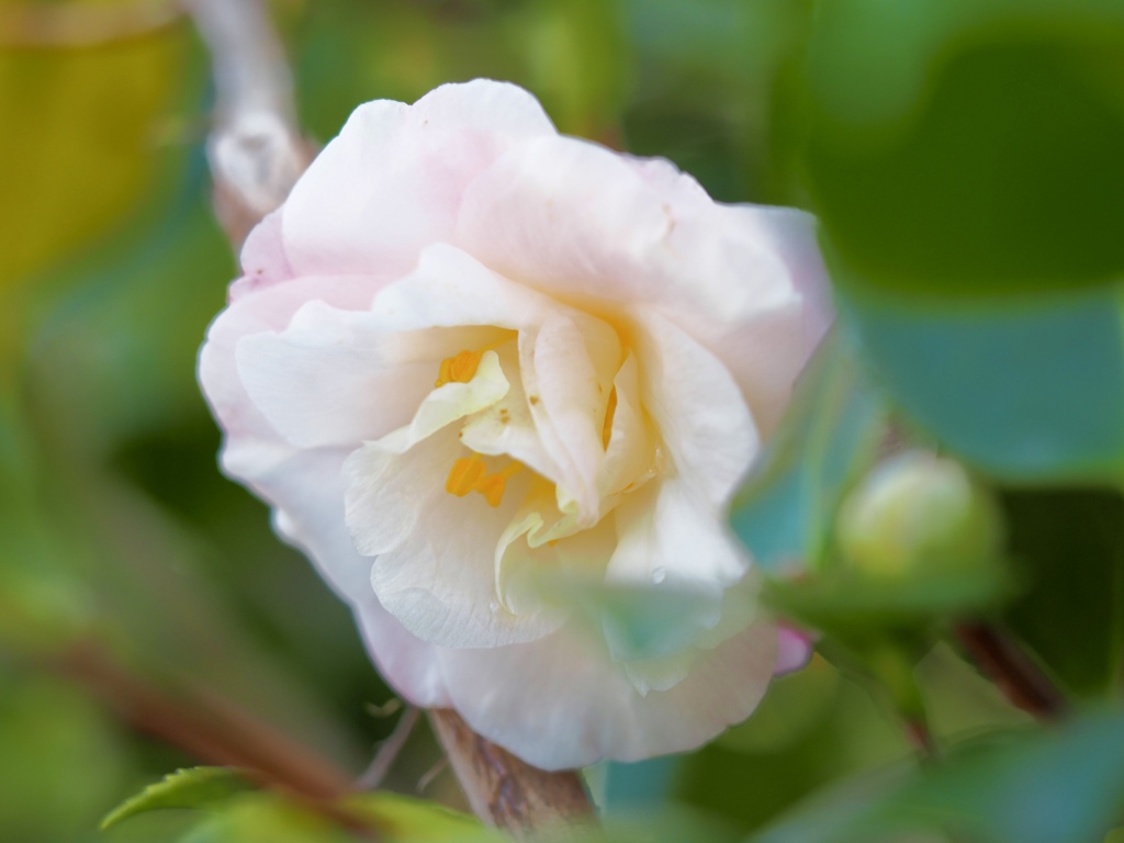 白の山茶花