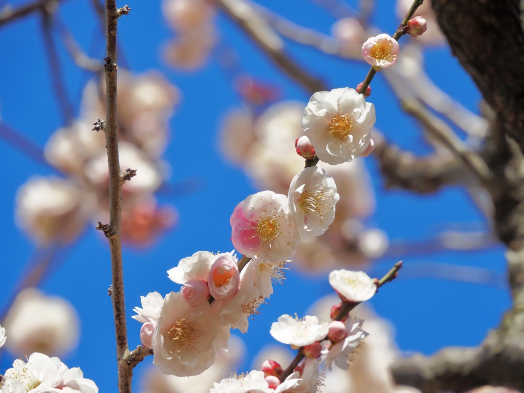 春の青空