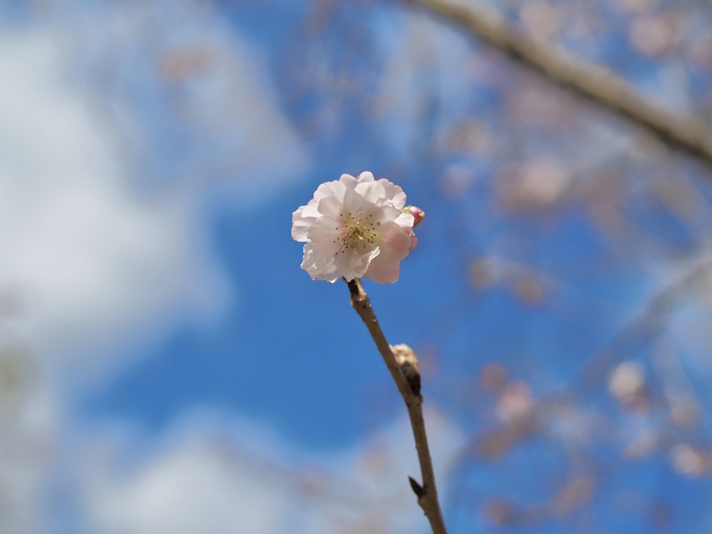 十月桜　Ⅱ