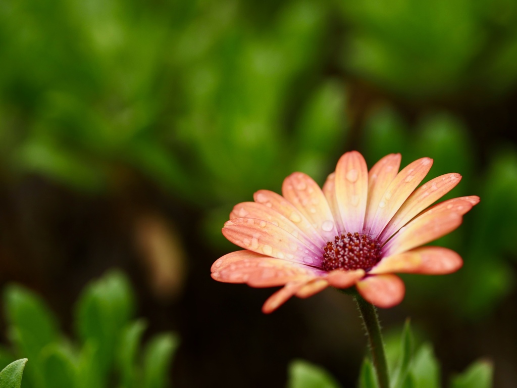 秋色のお花