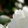 白　山茶花