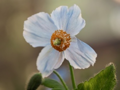温室の花たち　④