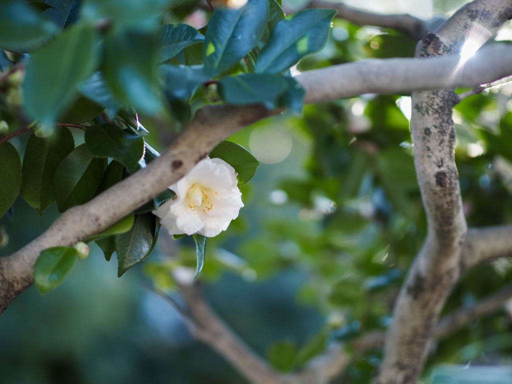 白い冬の花
