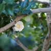 白い冬の花