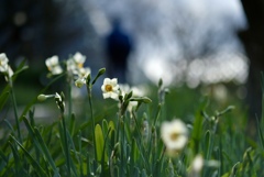 水仙の花