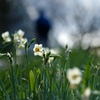 水仙の花