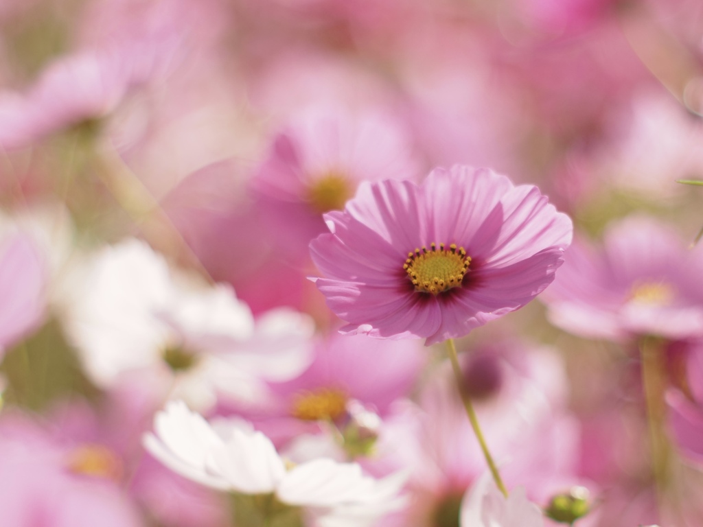 秋桜　③