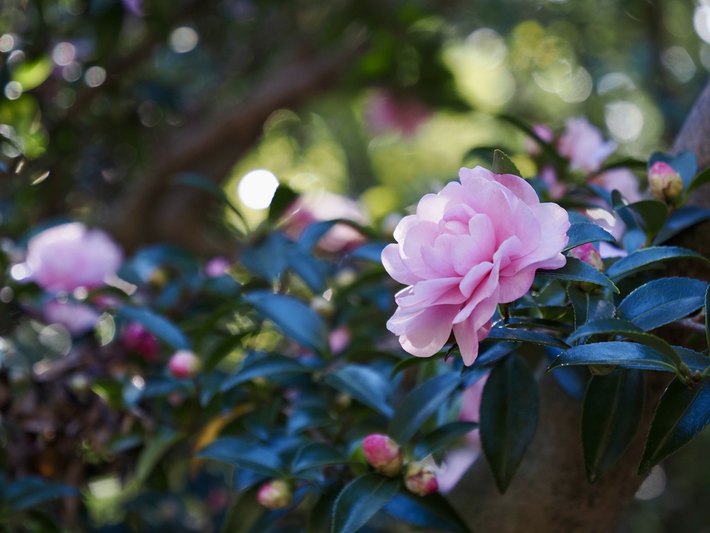 山茶花