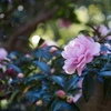 山茶花