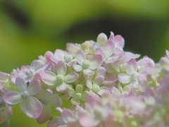 砂糖菓子のような紫陽花