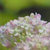 砂糖菓子のような紫陽花