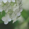 より華やかに