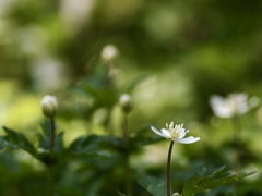 春の妖精　②