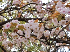 御信桜