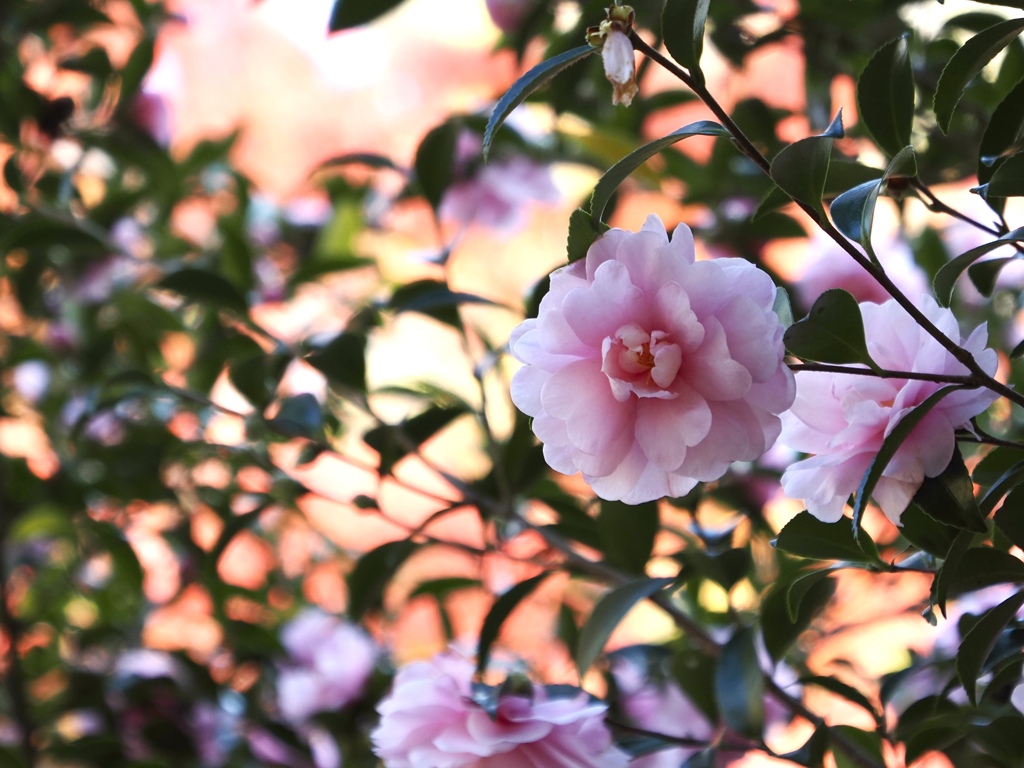 山茶花と紅葉