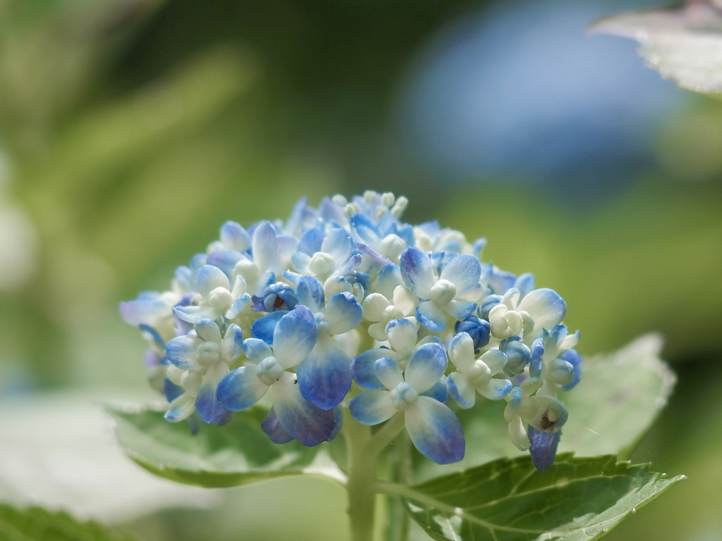 砂糖菓子のような紫陽花