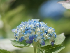 砂糖菓子のような紫陽花