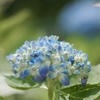 砂糖菓子のような紫陽花