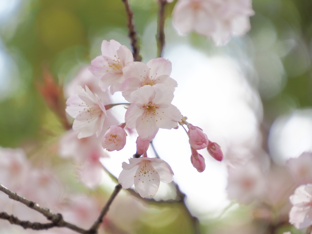 大寒桜　②