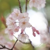 大寒桜　②