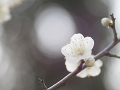 白梅