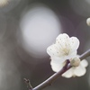 白梅