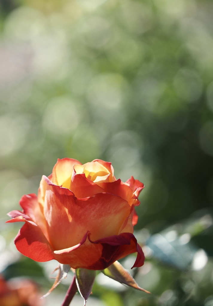 秋薔薇