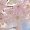 枝垂桜　②