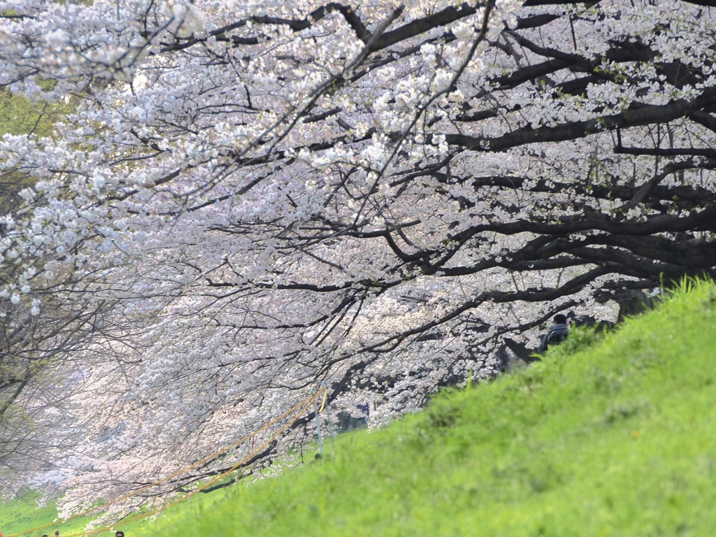 背割の桜