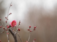 春の一輪