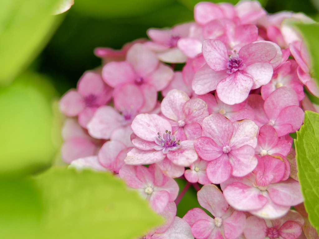 まだまだ見頃の紫陽花