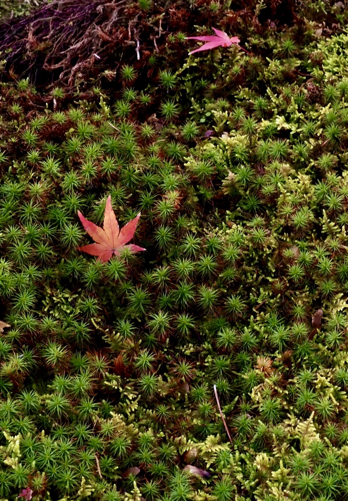 ふかふかの苔の上で大の字