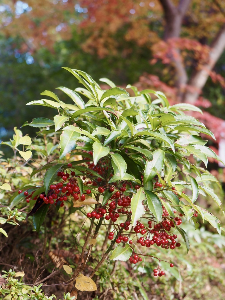美味しそうな赤い実